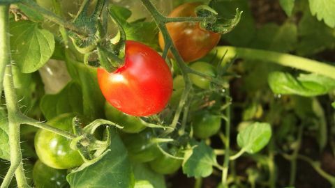 Tomaten im Farbeimer züchten