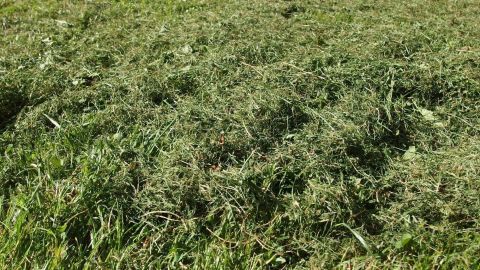 Geschnittenes Gras liegt auf dem Rasen, das darauf wartet, sinnvoll verwendet zu werden, um Kompost zu entlasten.