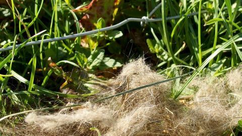 Drahtzaun verläuft durch grünes Gras, teils bedeckt mit Haarbüscheln, als Mittel gegen Wildschweine in ländlicher Umgebung.