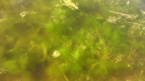 Grünes Wasser und Algen im Gartenteich