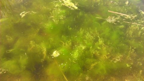 Grünes Wasser und Algen im Gartenteich sind häufige Probleme, die das Ökosystem deines Teiches beeinflussen. Im Artikel findest du hilfreiche Tipps zur Bekämpfung von Algen und zur Verbesserung der Wasserqualität. Im klaren Wasser des Gartenteichs schwimmt grüne Algenvegetation, die eine ruhige, natürliche Umgebung schafft.