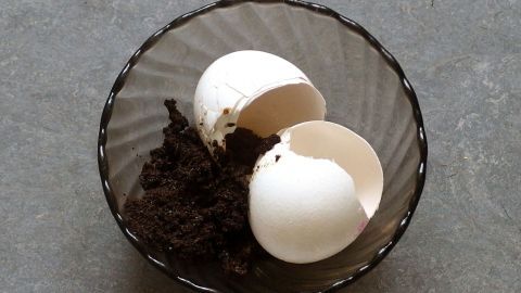 Ein Schüsselchen enthält zerbrochene Eierschalen und Kaffeesatz, bereit zur Verwendung in der Blumenerde.