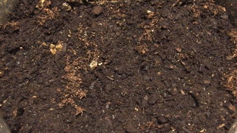 Dunkle Blumenerde liegt in einem Topf, sorgfältig aufbereitet, um Pflanzen zu unterstützen und zu wachsen.