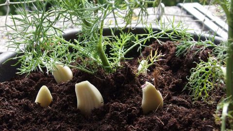 Knoblauchzehen wachsen im Boden, umgeben von Erde und kleinen Pflanzen, um Blattläuse zu bekämpfen.