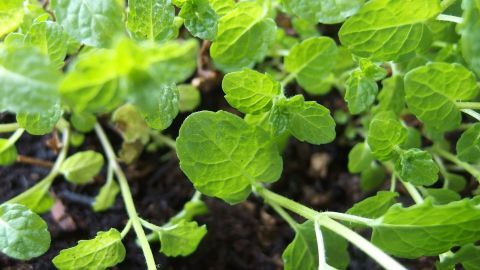 Vielseitige grüne Pflanzen sprießen im Garten und zeigen, wie eine Wurzelbarriere das Wuchern der Wurzeln verhindert.