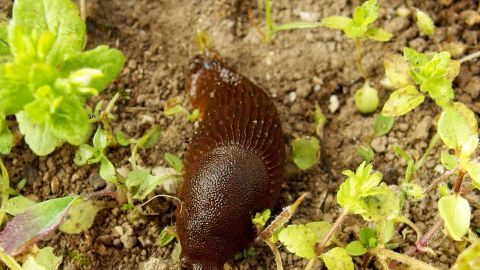 Eine Nacktschnecke kriecht über den Boden zwischen grünen Pflanzen im Garten, was auf eine Schneckenplage hindeutet.