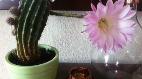 Ein Kakteen in einem grünen Topf steht neben einer Vase mit einer großen, rosa Blüte, umgeben von minimalistischem Dekor.
