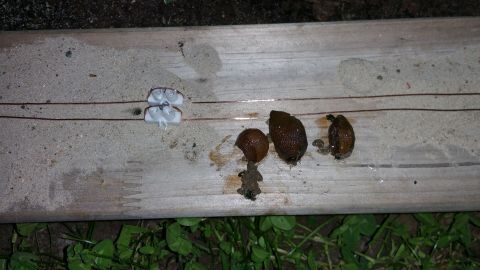 Auf einem Holzbrett liegen mehrere Schnecken, die auf ein Stück Plastik schauen, umgeben von grünem Gras.