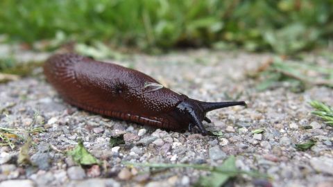 Eine Nacktschnecke kriecht langsam über einen begrünten, grauen Steinweg und sucht nach Trockenfutter.