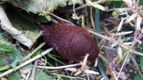 Ein brauner Käfer bewegt sich zwischen grünem Gras und Blättern, umgeben von einer natürlichen Gartenumgebung.