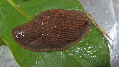 Nacktschnecken lassen sich mit Kaffee sehr gut vertreiben. Dazu den Kübel der betroffenen Pflanze mit kaltem Kaffee gießen. Eine braune Nacktschnecke kriecht über ein grünes Blatt, während sie sich in einem naturnahen Garten bewegt.