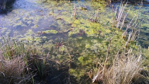 Das eisenhaltige Wasser fließt über eine grüne Algenfläche im Teich, um unerwünschte Algenwachstum zu reduzieren.