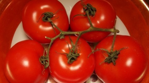 Viel mehr und viel größere Tomaten