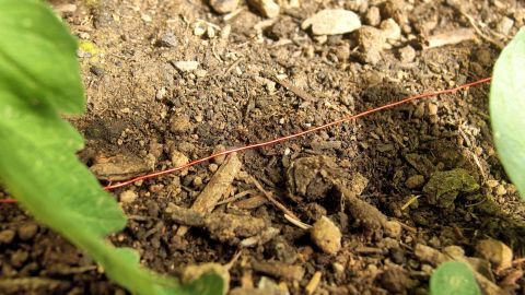 Kupferdraht gegen Nacktschnecken