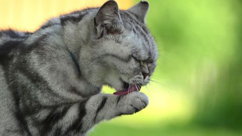 Eine grau gestreifte Katze leckt sich gründlich die Pfote im grünen Gras, während sie sich auf das Putzen konzentriert.