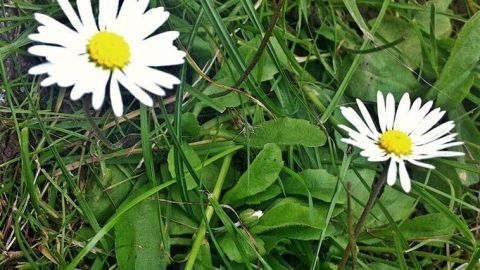 Zwei Gänseblümchen wachsen im saftigen grünen Gras und blühen in der Sonne in einer natürlichen Umgebung.