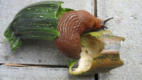 Eine Schnecke kriecht über ein halbiertes Stück Zucchini, umgeben von grauen Pflastersteinen. Kaffeesatz kann als natürlicher Dünger wirken.