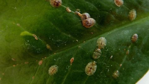 Schildläuse an Orchideen erkennen: Auf diesem Blatt siehst Du die typischen Schädlinge und erfährst, wie Du sie loswirst.