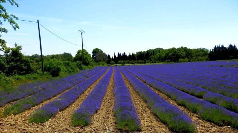 Lavendel blüht prachtvoll in einem Feld, erstreckt sich in Reihen unter klarem Himmel und umgeben von Bäumen.