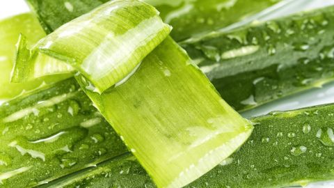 Frische Aloe Vera Blätter zeigen eine gelartige Textur, die zur schnellen Kühlung bei Sonnenbrand verwendet wird.