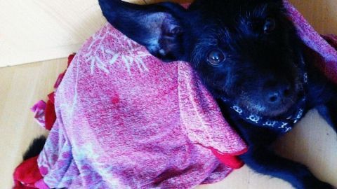 Ein schwarzer Hund liegt entspannt unter einem bunten Tuch auf einem Boden, umgeben von einer warmen Umgebung.