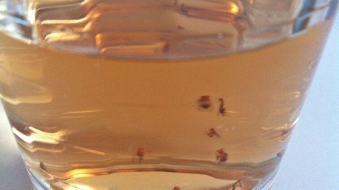 Ein Glas mit goldfarbenem Getränk und kleinen Obstfliegen schwimmt an der Oberfläche, was die Fruchtfliegen-Problematik zeigt.