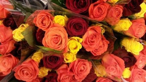 Rosensträuße in Plastikverpackung, leuchtend rot, orange und gelb, liegen eng beieinander in einem Blumengeschäft.