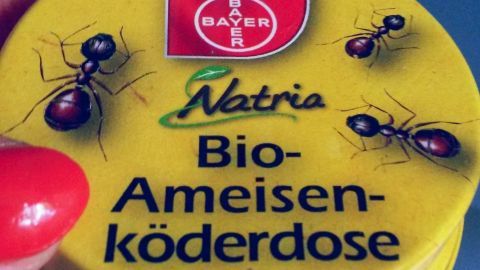 Eine gelbe Köderdose für Ameisen wird von einer Hand gehalten, im Hintergrund sieht man eine Küchenzeile.