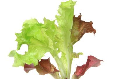 Lebensfrischer Salat in einer Erde, der gesund wächst und ideal für Blumenampeln geeignet ist, um Platz zu sparen.