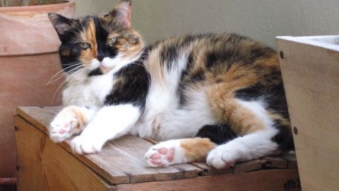 Eine getigerte Katze ruht entspannt auf einer Holzkiste neben einem Blumentopf, blickt aufmerksam, umgeben von ruhiger Umgebung.