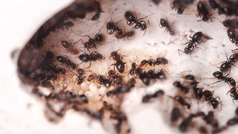 Eine Ansammlung von Ameisen krabbelt über eine weiße Fläche, auf der möglicherweise Backpulver und Zucker verteilt sind.