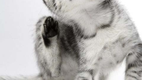 Eine grau gestreifte Katze kratzt sich am Kopf, was auf einen möglichen Flohbefall hindeutet. Der Hintergrund ist schlicht.