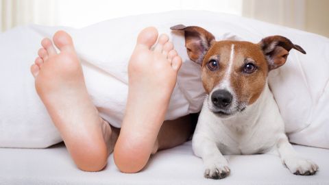 Ein Hund liegt entspannt neben Füßen, die unter einer Decke hervorschauen, in einem gemütlichen Schlafzimmer.