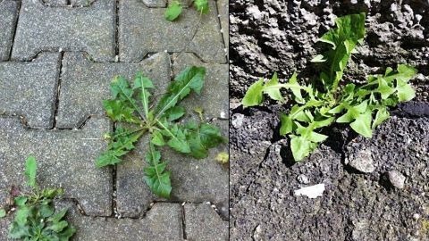 Lästiges Unkraut wächst zwischen Pflastersteinen und Felsen, zeigt die Wirkung einer Magnesiumchloridlösung.
