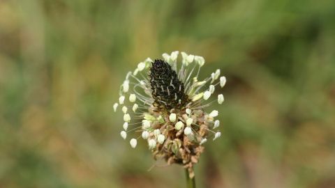 Spitzwegerich-Blüte steht aufrecht, umgeben von unscharfem Grün im Hintergrund.
