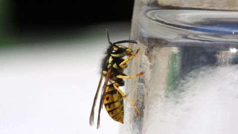 Mit einer simplen Wespenfalle aus einer Flasche und einem Trichter kannst du Wespen von deinem Picknick fernhalten. Diese Methode, wie im Artikel beschrieben, nutzt süße Köder, um Wespen sicher zu fangen. Eine Wespe sitzt auf der Außenseite eines Glasbehälters und versucht, hineinzufliegen, während sich im Hintergrund eine unscharfe grüne Umgebung zeigt.