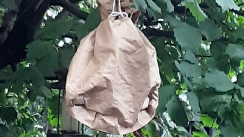 Ein braunes, papiernes Wespennest hängt zwischen grünen Blättern in einem Baum und hält Wespen fern.