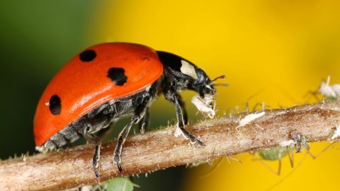 Ein Marienkäfer sitzt auf einem Pflanzenstängel und frisst Blattläuse, um die Pflanze zu schützen.