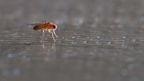 Fruchtfliege steht still auf einer grauen Oberfläche, umgeben von kleinen Lichtreflexionen.