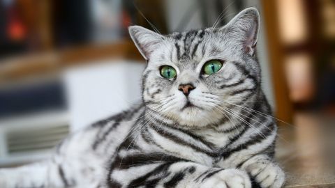 Eine graue Katze liegt entspannt auf dem Boden und schaut aufmerksam in die Umgebung, während Essig zur Abwehr genutzt werden könnte.