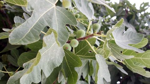 Grüne Feigen und große, gewellte Blätter wachsen üppig an einem Feigenbaum im Freien.