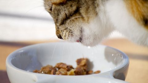 Eine Katze beugt sich über einen Näpfen mit Trockenfutter, um zu fressen, in einem sonnigen Innenraum.