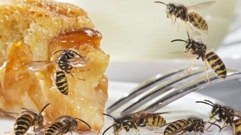 Wespen umschwirren ein Stück Kuchen auf einem Teller, während eine Gabel in der Nähe liegt und Tageslicht die Szene erhellt.
