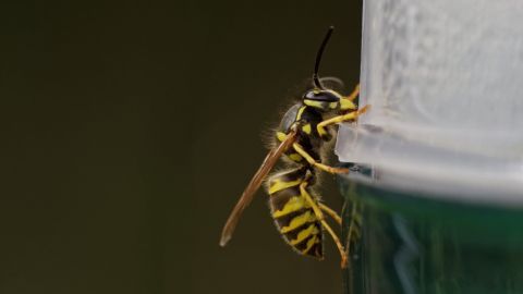 Eine Wespe sitzt an der Kante eines Bechers und sondiert die Umgebung, während sie nach Nahrung sucht.