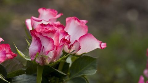 Wunderschöne pinkfarbene Rosen wachsen üppig, ideal für die Vermehrung mit Stecklingen im Garten.