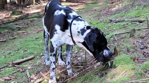 Ein Hund schnüffelt am Boden im Wald, umgeben von Bäumen und grünem Gras, während er nach etwas sucht.