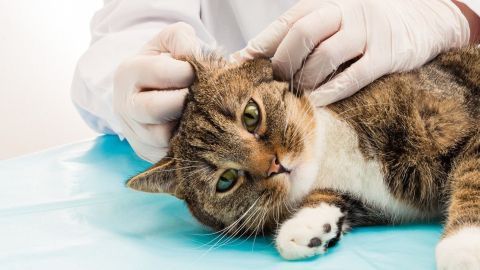 Eine Katze liegt auf einem Tisch, während eine Person mit Handschuhen ihre Ohren untersucht, um Milben zu erkennen.
