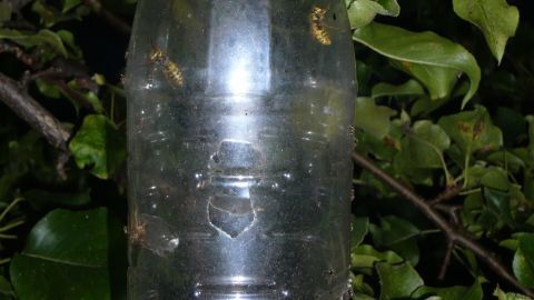 Eine transparente Wespenfalle hängt an einem Baum, gefüllt mit Lockmittel, während Wespen hineinfliegen.