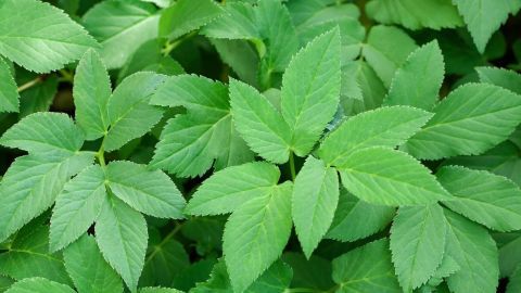 Frische Gierschsalatblätter liegen dicht beieinander, grün und saftig, umgeben von lebendigem, natürlichem Grün.
