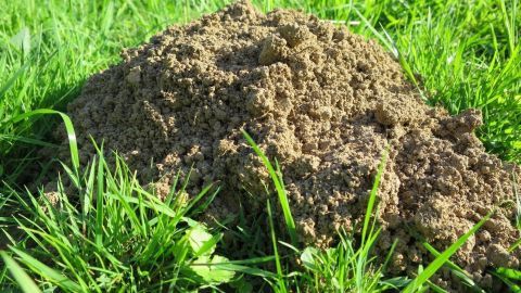 Ein Maulwurfshaufen aus Erde ist im Gras zu sehen, was auf die Aktivität von Maulwürfen im Garten hinweist.
